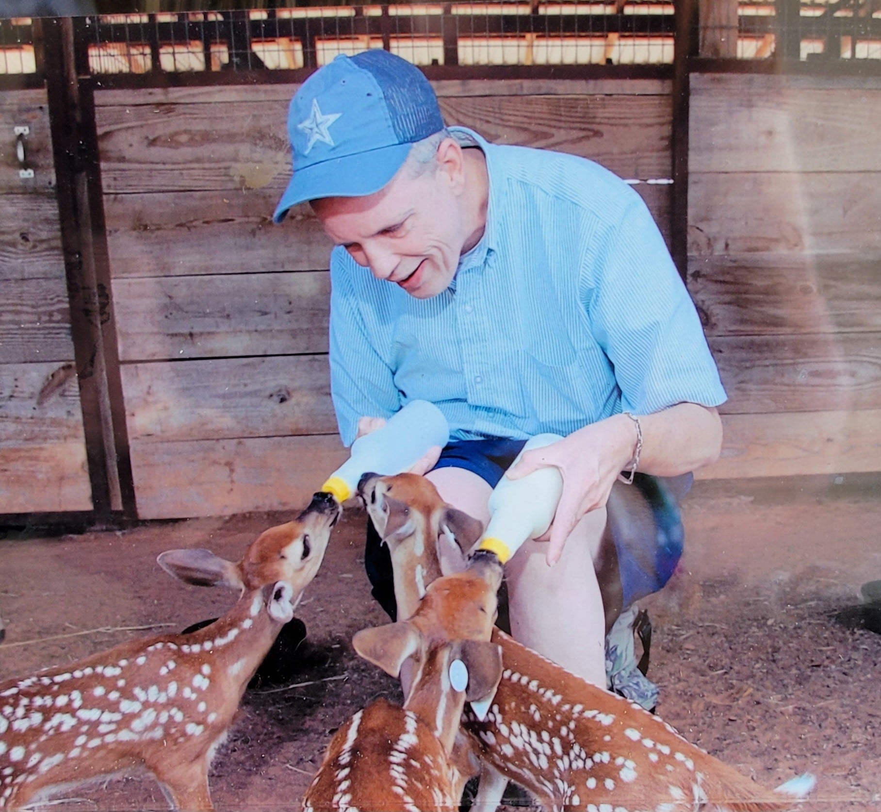 Man Feeding Fawns